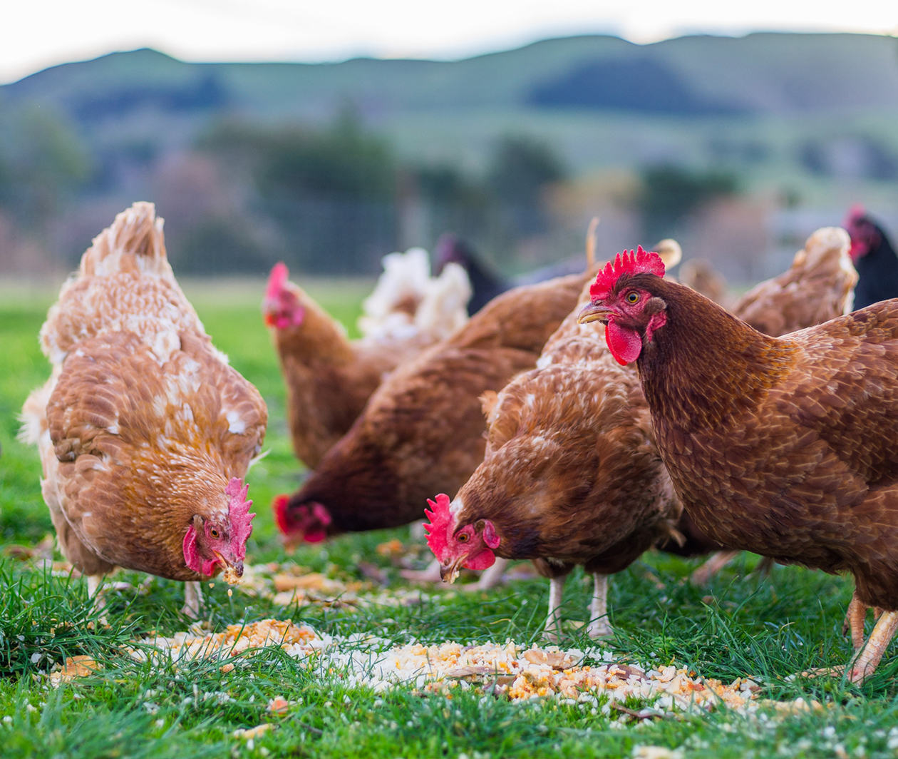 Animal Feed Production: Feed Quality - EIT Campus