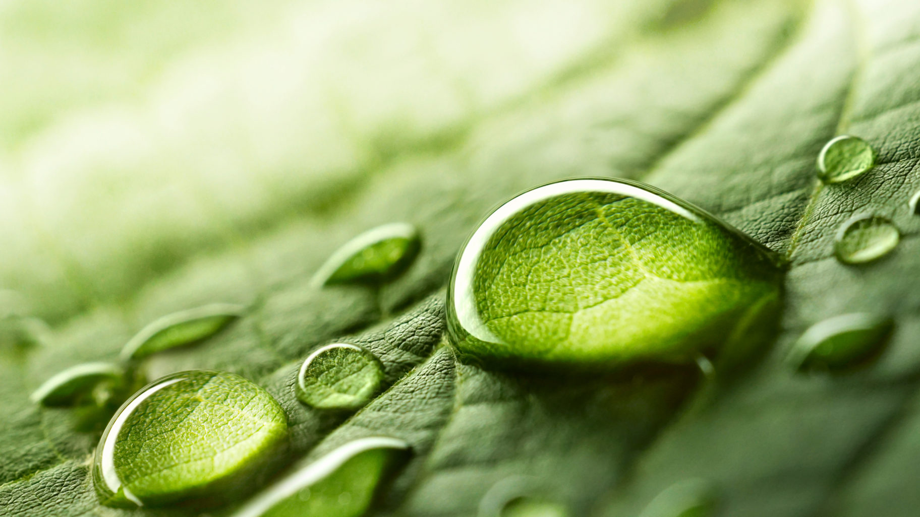 Large beautiful drops of transparent rain water on a green leaf