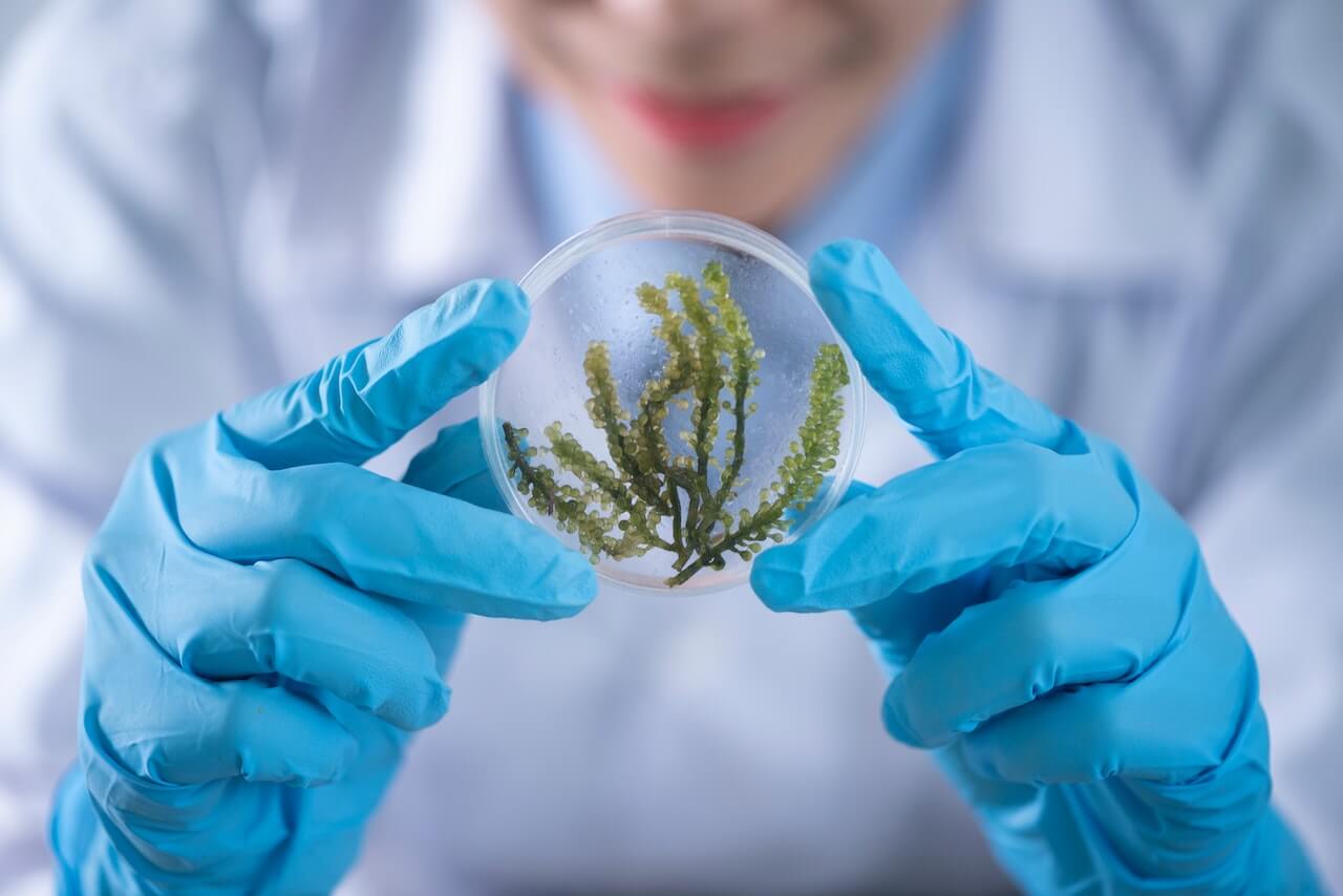 A scientist holding a glass slide containing green biological organisms, possibly for microscopic examination or research.