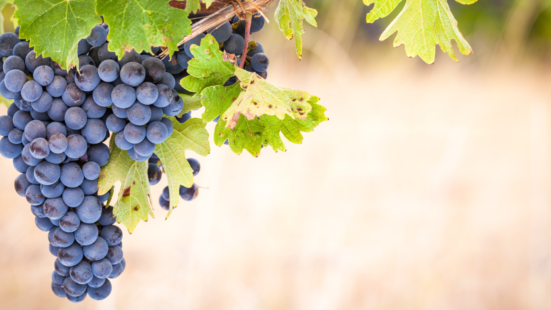 A grapevine plant growing in a vineyard, showcasing the lush greenery and the early stages of grape production.