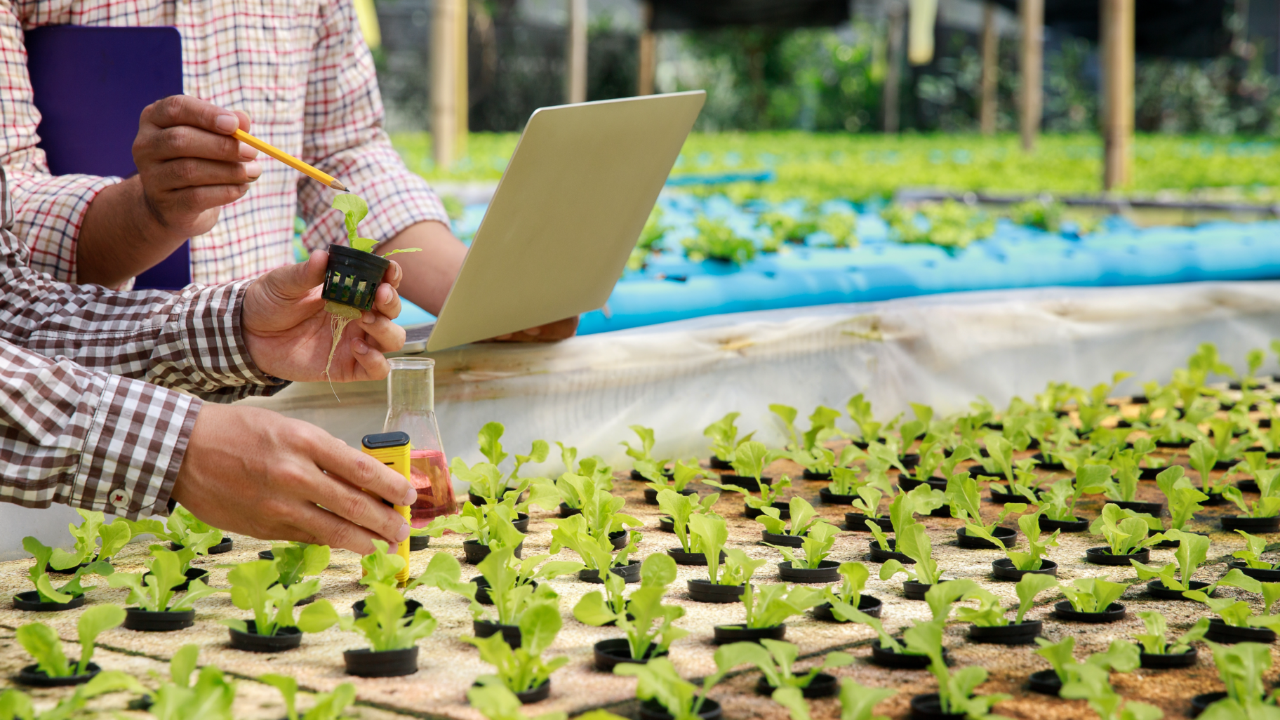 Various plants growing from seedlings, symbolizing plant growth and cultivation, alongside two people analyzing data on a laptop in a collaborative setting.