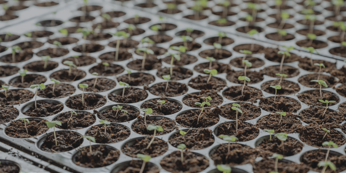 Various plants growing from a seedling, representing the process of plant growth and cultivation.