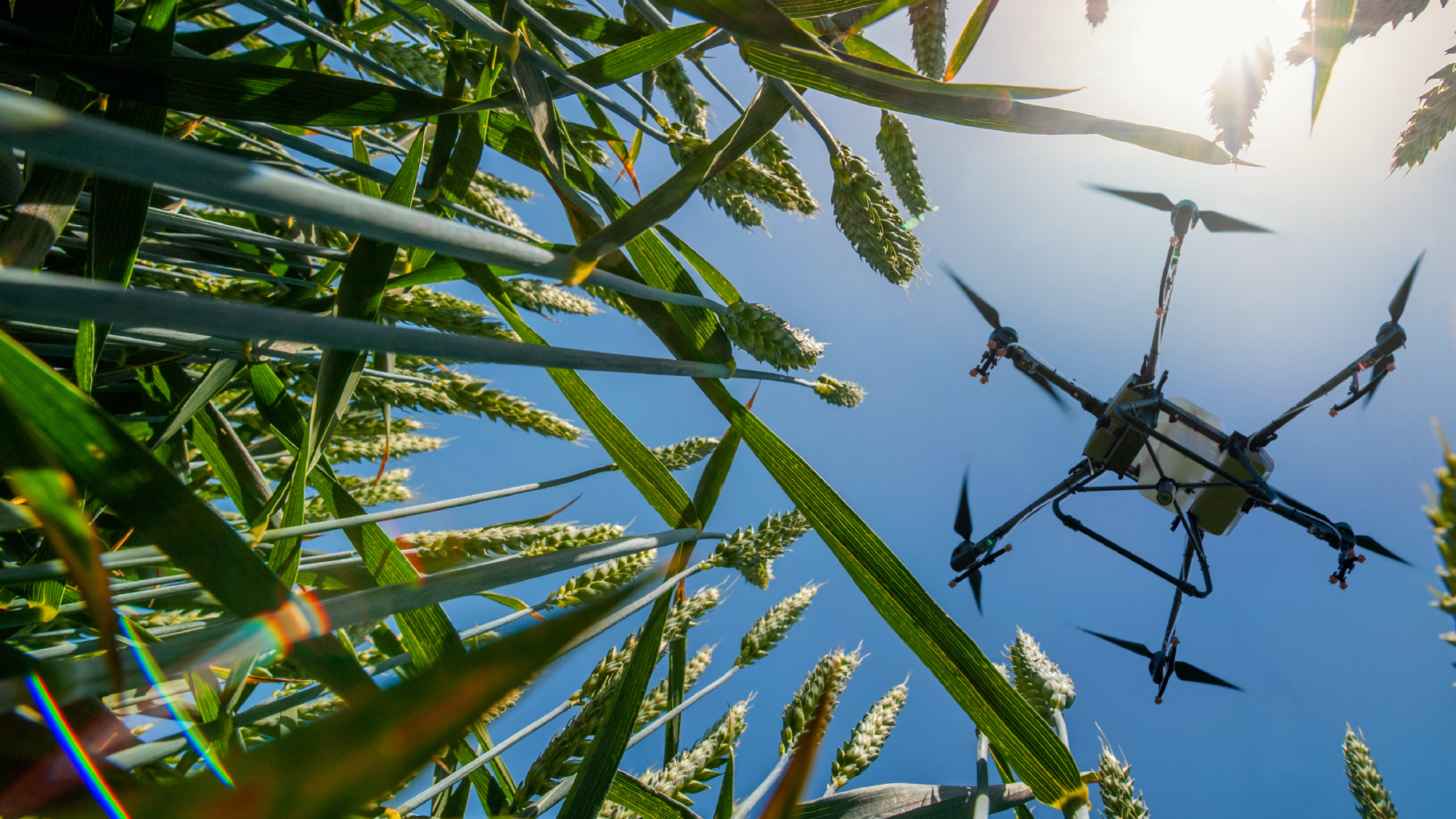 A cornfield viewed from below a drone, capturing the rows of plants for agricultural monitoring or farming purposes.