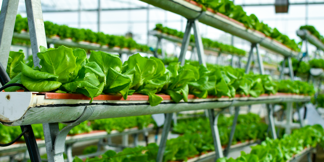 Lettuce growing in a greenhouse, showcasing controlled agricultural production in a protected environment.