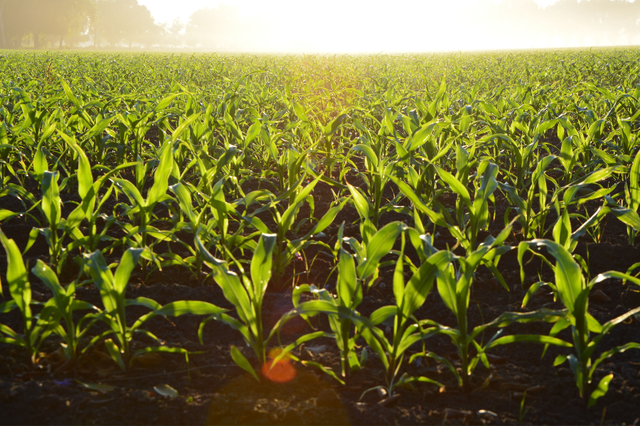 a field of green corn with the sun shining in the background