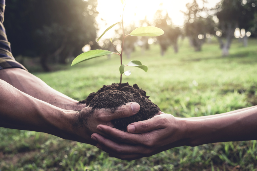 two hands holding a plant in the grass