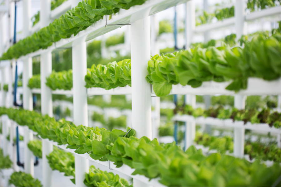 an indoor hydroponic farm with lettuce growing on the walls