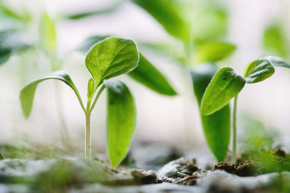 a close up of plants growing in soil